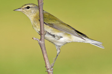 Tennessee Warbler Image @ Kiwifoto.com