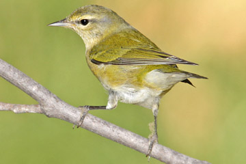 Tennessee Warbler Photo @ Kiwifoto.com