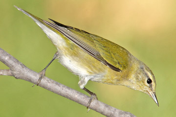 Tennessee Warbler Image @ Kiwifoto.com