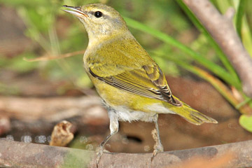 Tennessee Warbler Image @ Kiwifoto.com