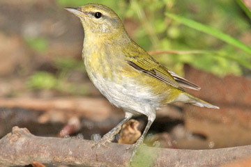 Tennessee Warbler Photo @ Kiwifoto.com