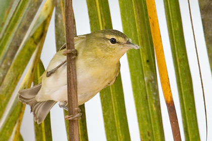 Tennessee Warbler Photo @ Kiwifoto.com