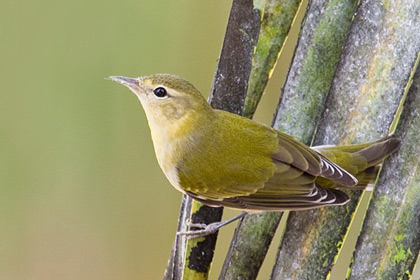 Tennessee Warbler Picture @ Kiwifoto.com