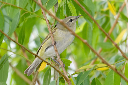 Tennessee Warbler Image @ Kiwifoto.com