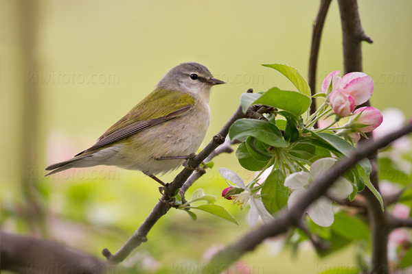 Tennessee Warbler Picture @ Kiwifoto.com