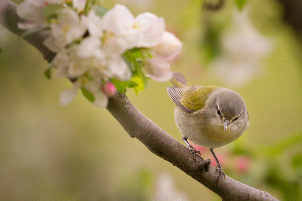 Tennessee Warbler Photo @ Kiwifoto.com