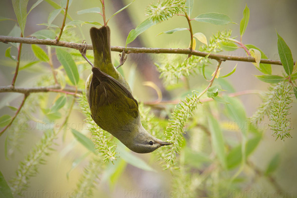 Tennessee Warbler Image @ Kiwifoto.com