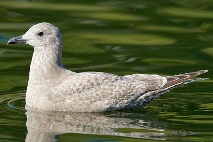 Thayer's Gull Image @ Kiwifoto.com
