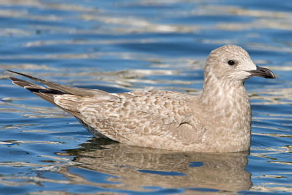 Thayer's Gull Image @ Kiwifoto.com