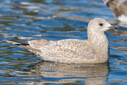 Thayer's Gull Image @ Kiwifoto.com