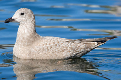 Thayer's Gull (1st year)