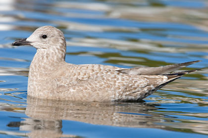 Thayer's Gull Picture @ Kiwifoto.com