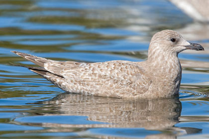 Thayer's Gull Image @ Kiwifoto.com