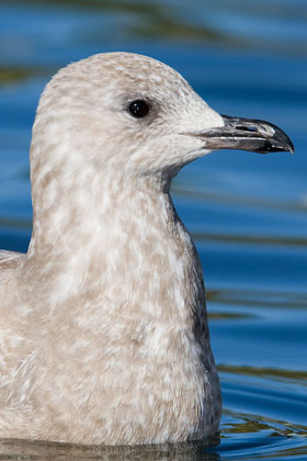 Thayer's Gull Photo @ Kiwifoto.com