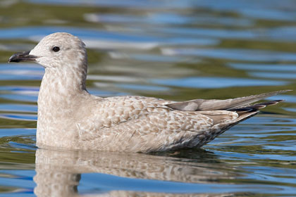 Thayer's Gull Picture @ Kiwifoto.com