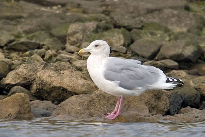 Thayer's Gull Photo @ Kiwifoto.com