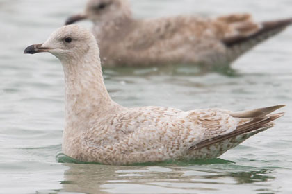 Thayer's Gull