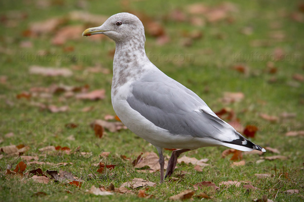 Thayer's Gull Picture @ Kiwifoto.com