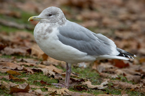 Thayer's Gull Photo @ Kiwifoto.com