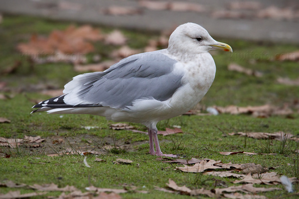 Thayer's Gull Image @ Kiwifoto.com