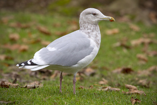 Thayer's Gull Photo @ Kiwifoto.com