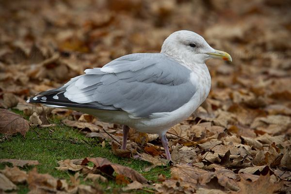 Thayer's Gull Image @ Kiwifoto.com