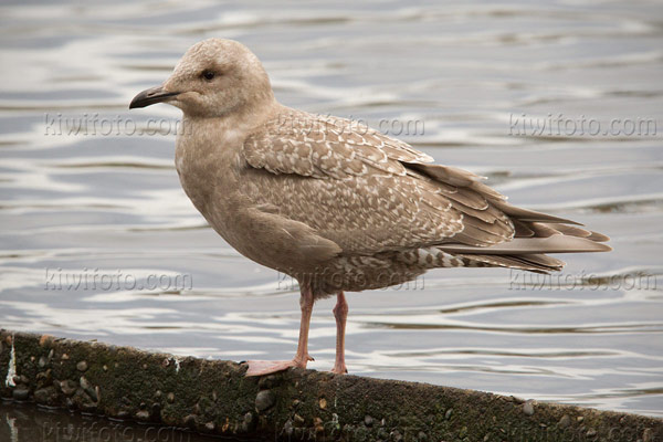 Thayer's Gull Picture @ Kiwifoto.com