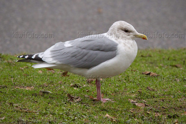 Thayer's Gull