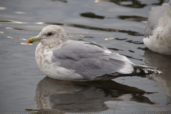 Thayer's Gull