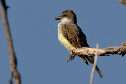Thick-billed Kingbird Photo @ Kiwifoto.com