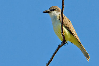 Thick-billed Kingbird Photo @ Kiwifoto.com