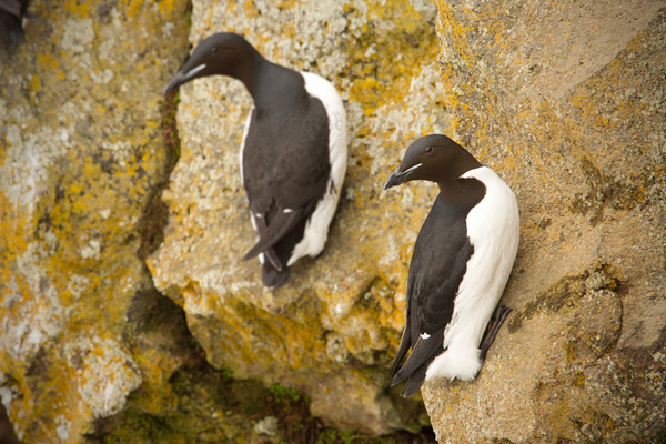 Thick-billed Murre Image @ Kiwifoto.com