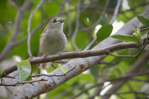 Thick-billed Vireo Image @ Kiwifoto.com