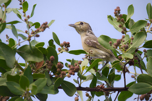 Thick-billed Vireo Photo @ Kiwifoto.com