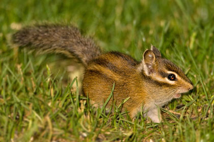 Townsend's Chipmunk Image @ Kiwifoto.com