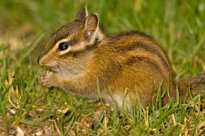 Townsend's Chipmunk Picture @ Kiwifoto.com