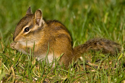 Townsend's Chipmunk Photo @ Kiwifoto.com