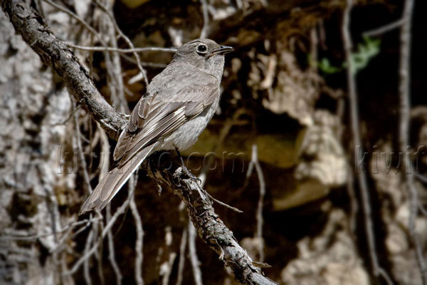 Townsend's Solitaire Photo @ Kiwifoto.com