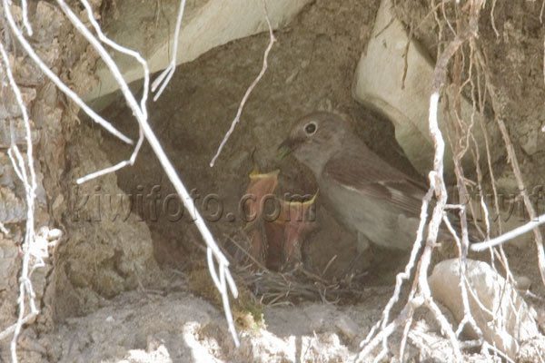 Townsend's Solitaire (with chicks)