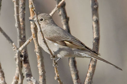 Townsend's Solitaire Picture @ Kiwifoto.com