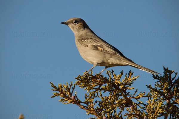 Townsend's Solitaire Picture @ Kiwifoto.com