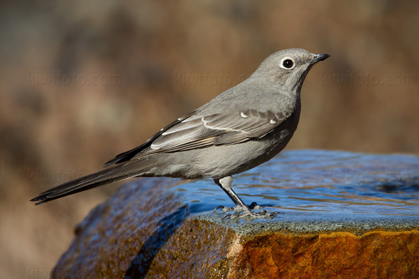 Townsend's Solitaire Photo @ Kiwifoto.com