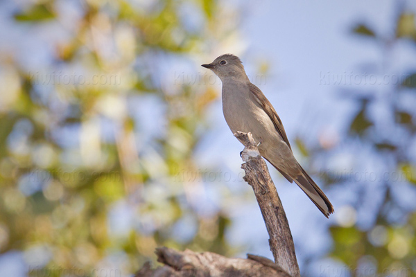 Townsend's Solitaire Image @ Kiwifoto.com