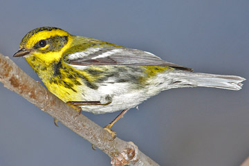 Townsend's Warbler Image @ Kiwifoto.com