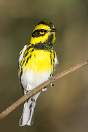 Townsend's Warbler Picture @ Kiwifoto.com