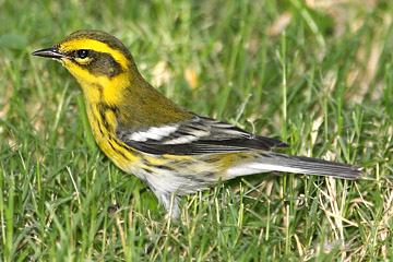 Townsend's Warbler Image @ Kiwifoto.com