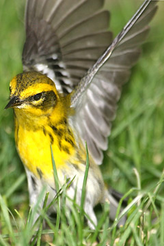 Townsend's Warbler Picture @ Kiwifoto.com