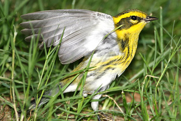 Townsend's Warbler Image @ Kiwifoto.com