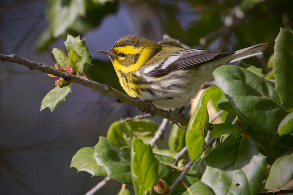 Townsend's Warbler Image @ Kiwifoto.com