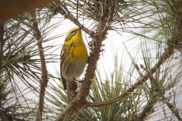 Townsend's Warbler Picture @ Kiwifoto.com